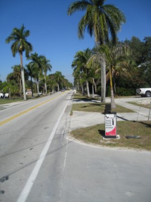 Palms lining the street in Ft. Myers