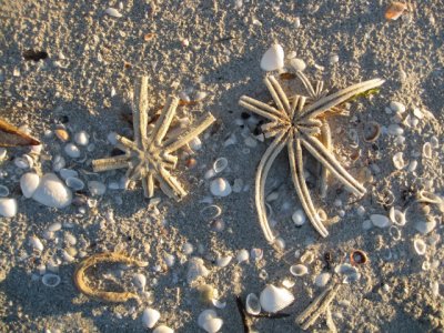 Sea stars on the beach