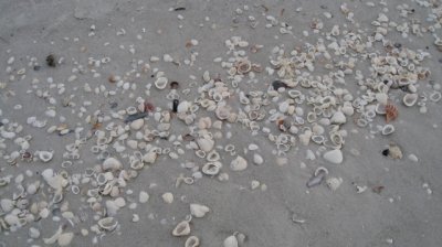 Shells on the beach