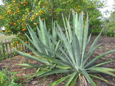 Plants not native to Sanibel that now grow wild there