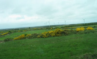 Windmills and gorse