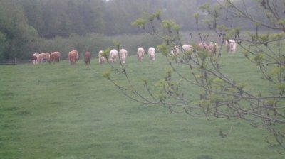 Cows outside our bedroom window