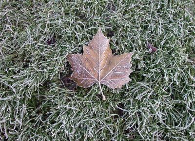 Windsor frost