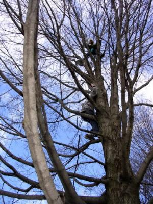 Big monkeys high in the tree