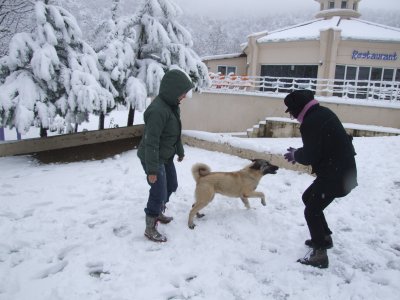 dogy snow sport