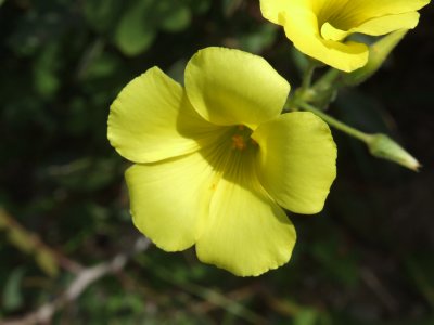 yellow flower karpaz