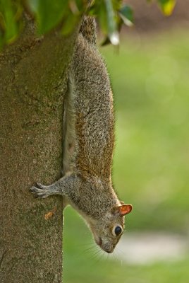 Squirrel - Centennial Park
