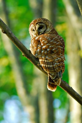 Barred Owl - Radnor Lake