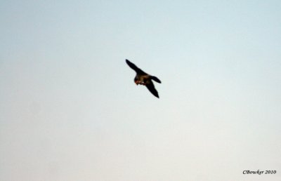 my hubby saw this falcon grab a bat out of mid-air