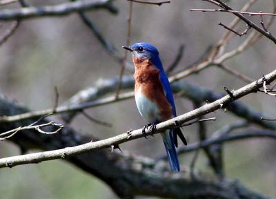 Bluebird (my favorite!)