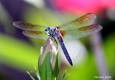 bug eyed beauty