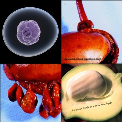 funiculus 1