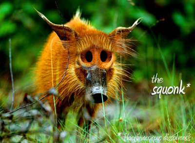 squonk