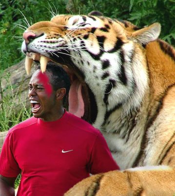 tiger-bite.jpg