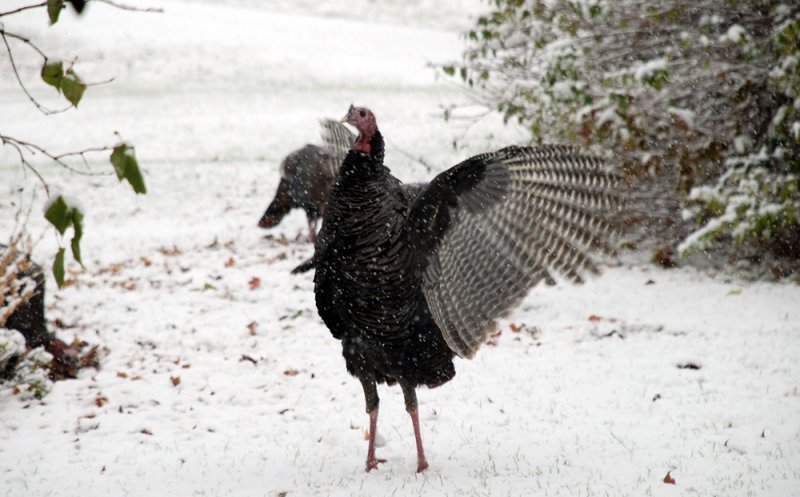 Wild Turkey