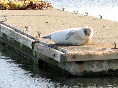 seal-rye-harbor-2.jpg