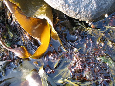 Tidepools and Seaweed