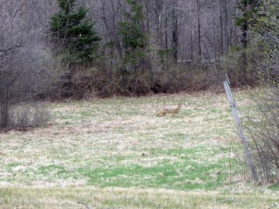 Coyote-2.jpg