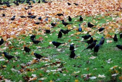 grackles-3.jpg