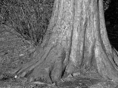 1trunk.jpg