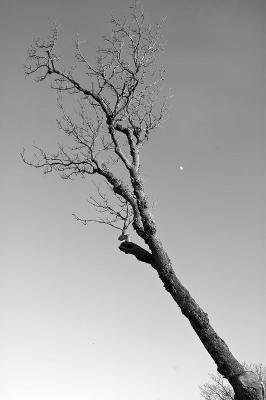 1tree.jpg