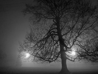 1tree.jpg