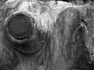 1stump.jpg