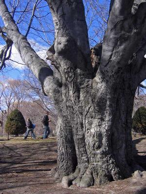 1tree.jpg