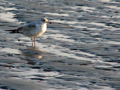 1gull.jpg