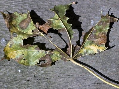 Leaf