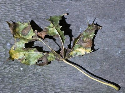 Full Leaf