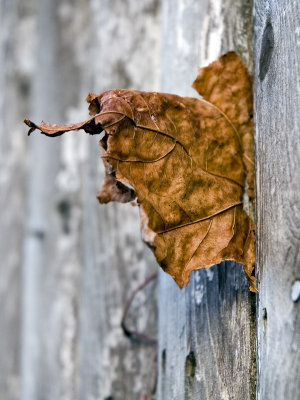 1leaf.jpg