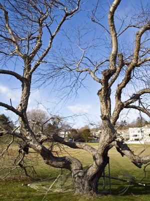 1tree.jpg