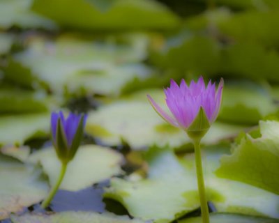 g3/39/331339/3/102939751.7zP87Hf4.jpg