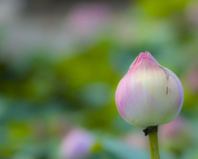 g3/39/331339/3/102939795.J6zhyC6C.jpg
