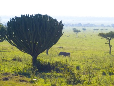 Euphorbia candelabrum