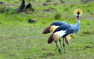 Crowned cranes