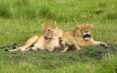 Two females and a cub