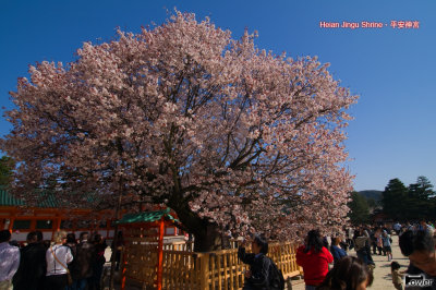 金閣寺•平安神宮