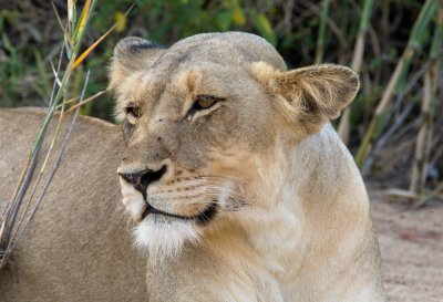 Lioness