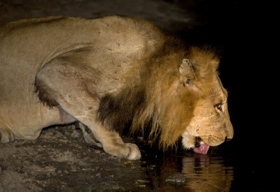 Lion Drinking -  Bubezi