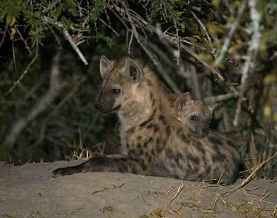 Hyena Den