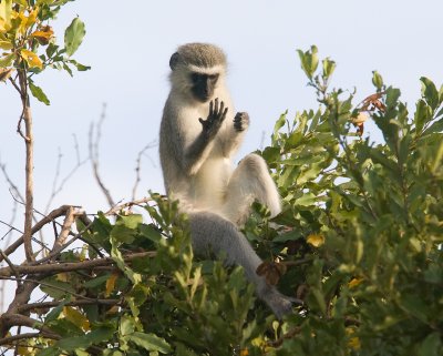 Vervet Monkey at Lion Sighting