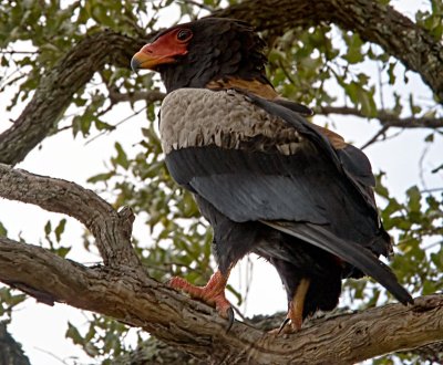Bateleur Eagle - Male