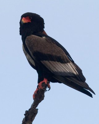 Bateleur Eagle - Female