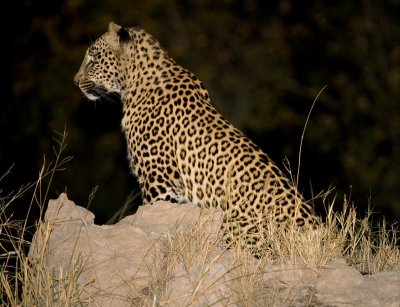 Female Leopard - Thandi