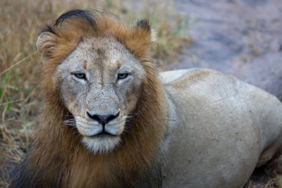 Manyaleti Male Lion