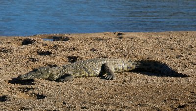 Crocodile