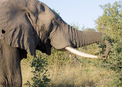 Elephant