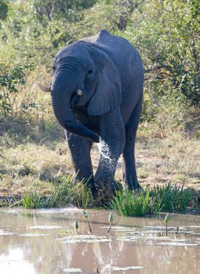 Elephant